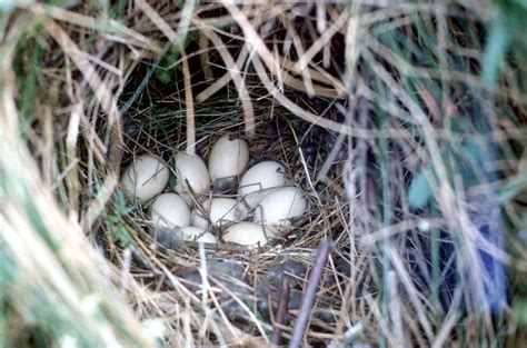 Pacific Black Duck - Adelaide Ornithologists' Club