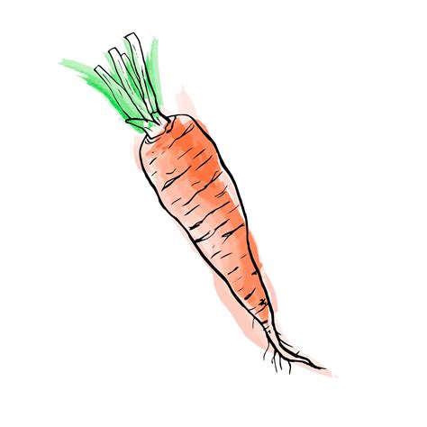 Premium Vector Fresh Carrot Hand Drawn Vector Doodle Illustration