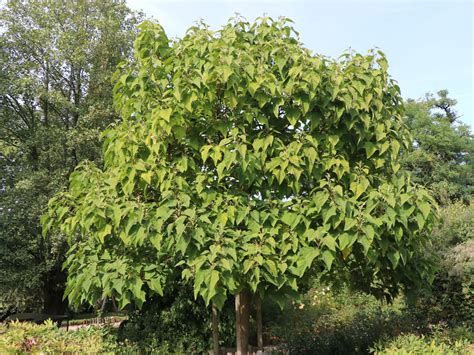 Weltrekord Der Am Schnellsten Wachsende Baum