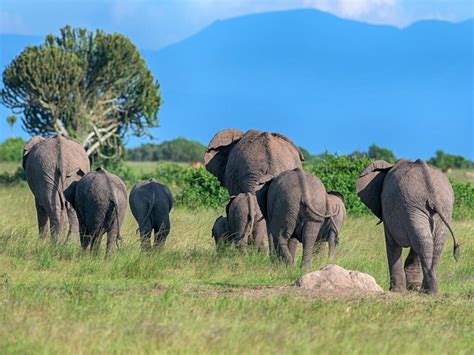 Best Places To See Elephants In Uganda Trek Africa Expeditions