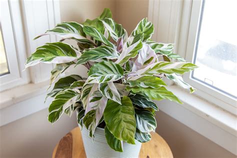 How To Revive A Dying Calathea Garden Wisper