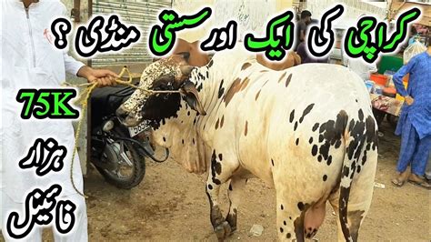 Karachi Ki Aik Aur Sasti Mandi Karachi Cow Mandi Bakra Eid