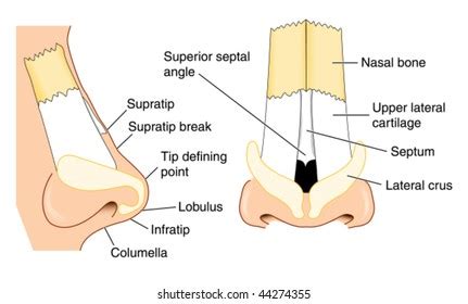 Human Nose Anatomy Diagram