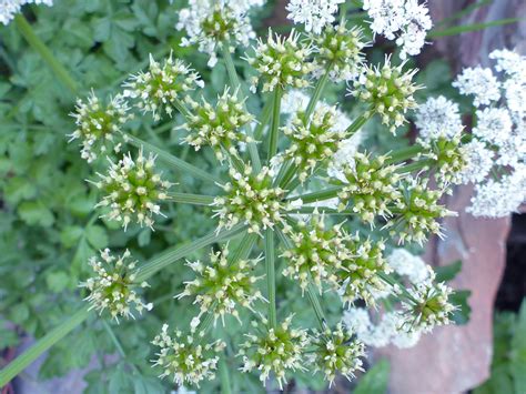 Photographs Of Oenanthe Crocata UK Wildflowers Withered Flowers