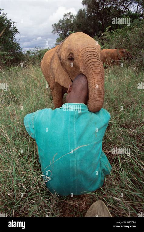 African Elephant Loxodonta Africana Orphan Playing With Julius Latoyas Head David Sheldrick