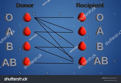 Donor Recipient Compatibility Images Stock Photos Vectors