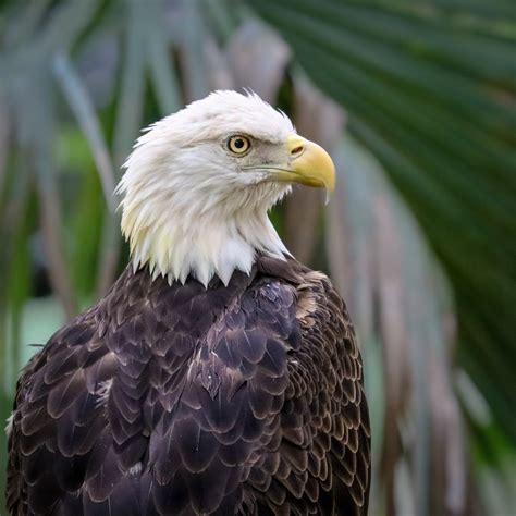 Everglades City Boardwalk - Everglades National Park Adventures