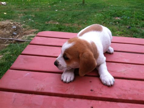 Basset Hound - Mix Puppies For Sale: Basset Hound-Mix Puppies For Sale