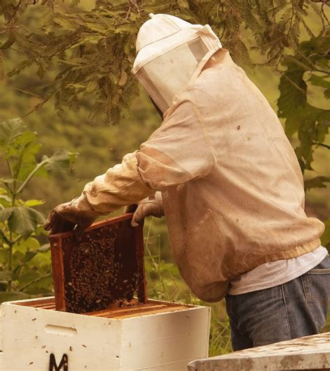 Trabajos en colmenas en primavera para lograr una óptima polinizació