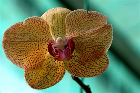 Orchid In Greenhouse Kuching Orchid Park Sarawak Malays Flickr