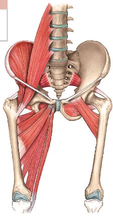 Hip muscles Diagram | Quizlet