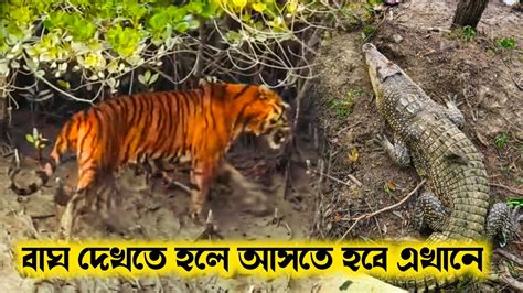 সুন্দরবনের এমন একটি স্থান এখানে বাঘ দেখা সম্ভাবনা 95 Sundarban Royal