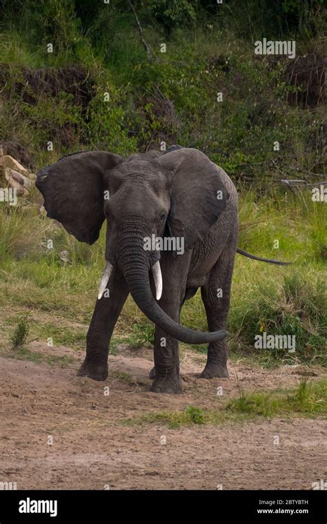 African Elephant Masai Mara Kenya Stock Photo Alamy