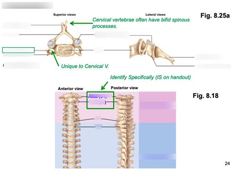 Cervical Vertebrae Diagram Quizlet