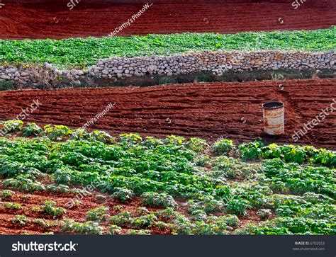 Agriculture Imagery. Rich Soil And Crops In The Mediterranean. Stock Photo 6702553 : Shutterstock