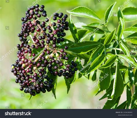 Sambucus Spp Florida Elderberry Tall Shrub Stock Photo