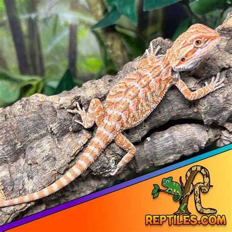 Orange Bearded Dragon for sale | bearded dragons for sale