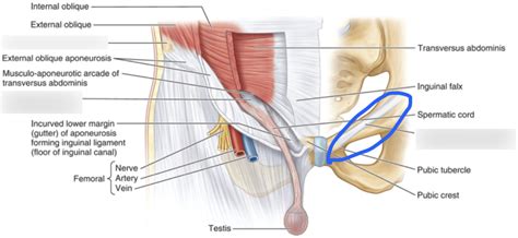 Round Ligament Inguinal Canal