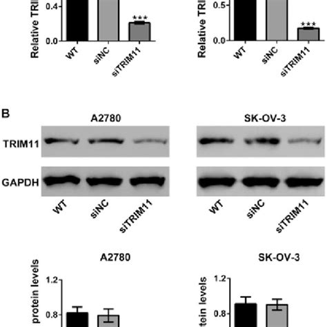 Knockdown Of Trim Inhibits Ovarian Cancer Cell Invasion Transwell