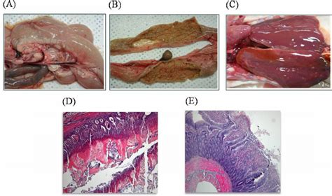 Gross And Histological Findings In Broilers With Necrotic Enteritis