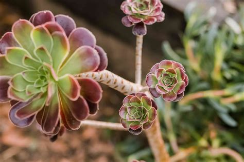 Aeonium Plant Care Growing Guide