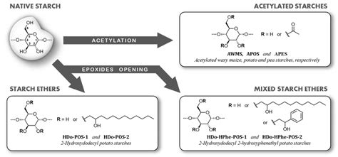 Synthesis Representation And Codification Of Modified Starches