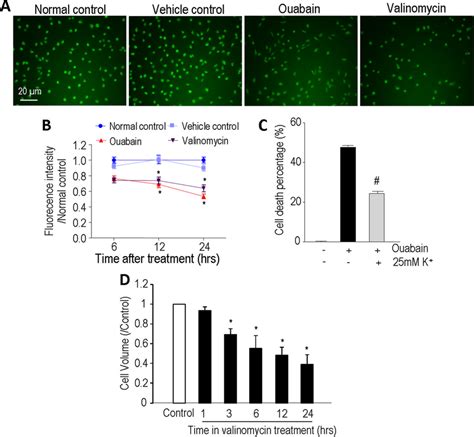 Ouabain And Valinomycin Induced Intracellular K Depletion In Ln