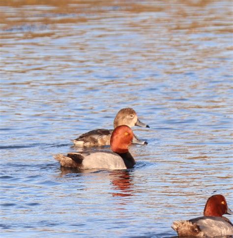 Redhead From 81333 San Isidro Sin México On March 10 2024 At 05 00