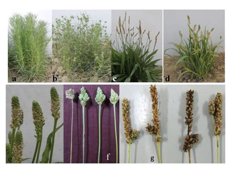 Plantago Psyllium