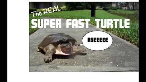 Super Fast Turtle Youtube