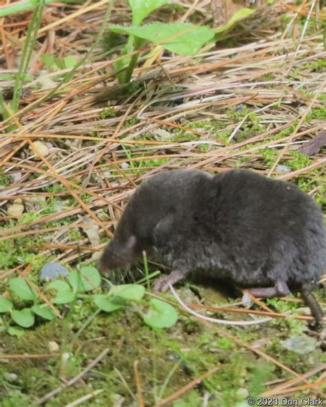 Northern Short Tailed Shrew Blarina Brevicauda Burbee Pon Flickr