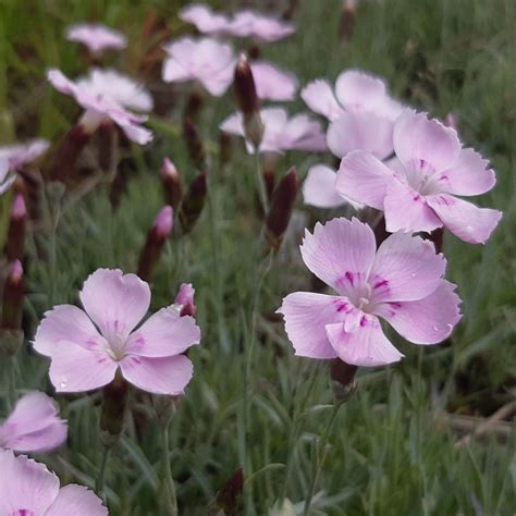 Gärtnerei StaudenSpatz Pfingst Nelke Nordstjernen Dianthus