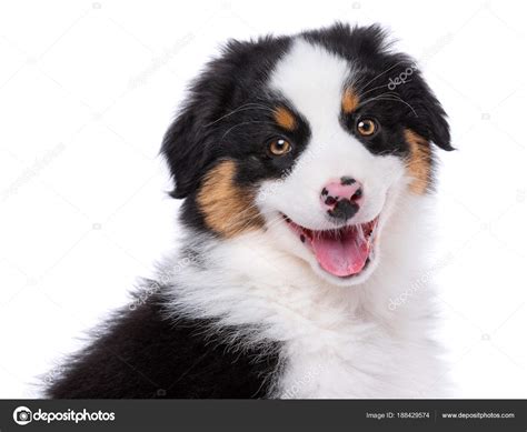 Black Australian Shepherd Puppies