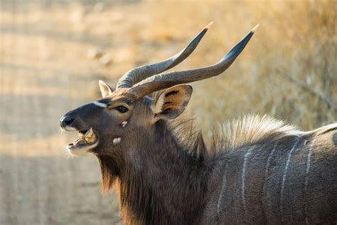 16 Incredible Facts About Nyala, The Legendary African Antelope