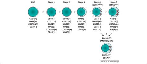 Location And Cellular Stages Of Natural Killer Cell Development Trends In Immunology