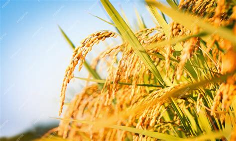 Premium Photo Paddy Field Landscape With Ripening Crops In Autumn