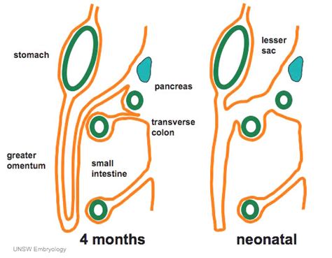 Greater Omentum And Lesser Omentum On Model