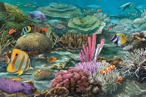 A Look At The Race To Save The Worlds Coral Reefs