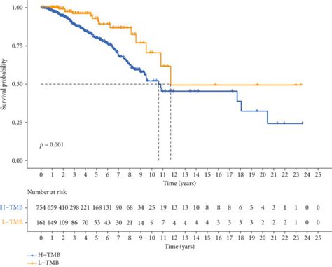 Correlation Of Tumor Mutation Burden With The Ferroptosis Related Download Scientific Diagram