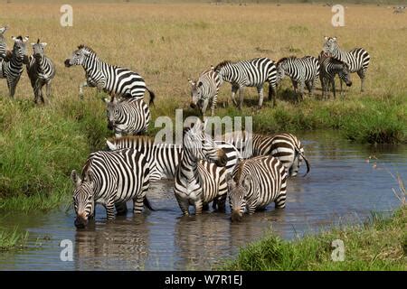 Grant S Zebra Equus Burchelli Boehmi Herd Standing At The Water Hole