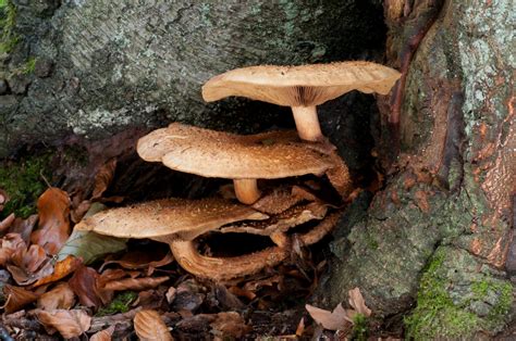 Fungi Gymnopilus Doncaster Naturalists Society