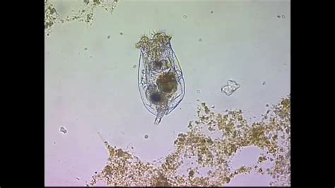 Dr G Hotos Lab Greece Rotifers B Plicatilis Male Courting Female