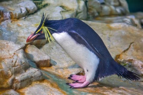 520+ Macaroni Penguin Stock Photos, Pictures & Royalty-Free Images - iStock