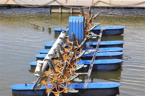 Inland Fish Farming At Murray Cod Farm In New South Wales 26 July