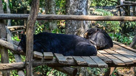 Four Paws Bear Sanctuary Ninh Binh Vietnam S Best Travel Experiences