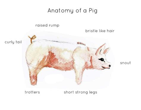 Pig Anatomy Interactive Printable Poster by Teach Simple