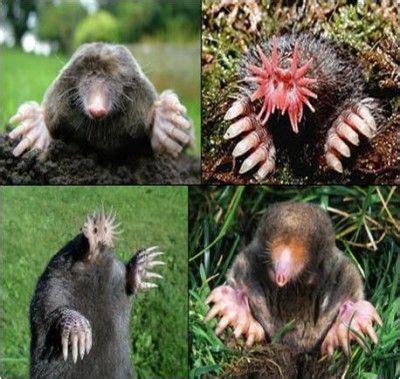 Different Types Of Moles Animals