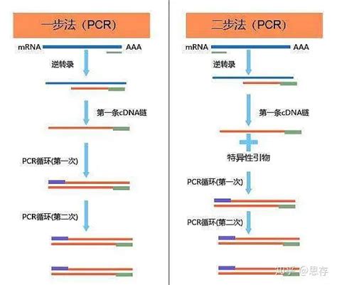 终点pcr，定量pcr，以及荧光染料，了解一下 知乎