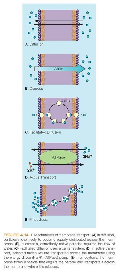 Membrane potential mp – Artofit