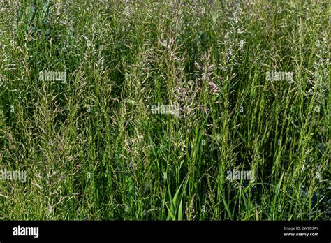 Meadow Grass Meadow With The Tops Of Stele Panicles Poa Pratensis Green Meadow European Grass